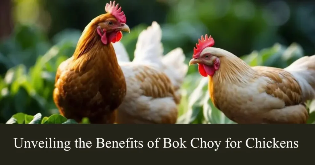 benefits of bok choy for chicken